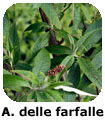 Albero delle farfalle